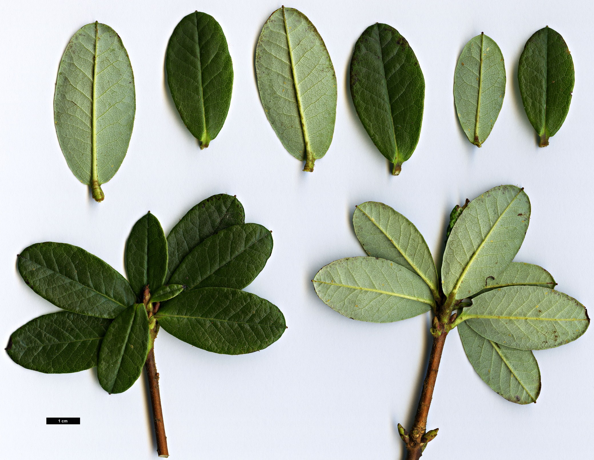 High resolution image: Family: Ericaceae - Genus: Rhododendron - Taxon: temenium - SpeciesSub: var. dealbatum